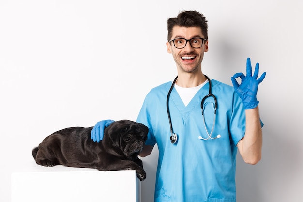 Feliz médico veterinário examinando o cão preto bonito pug, mostrando sinal de aprovação, satisfeito com a saúde animal, em pé sobre o branco.