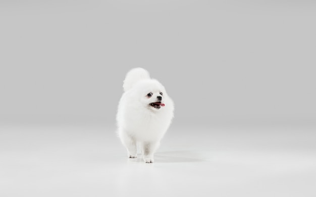 Foto feliz en movimiento. el perrito spitz está planteando. lindo perrito blanco juguetón o mascota jugando sobre fondo gris de estudio. concepto de movimiento, acción, movimiento, amor de mascotas. parece feliz, encantado, divertido.