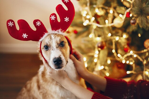 Foto feliz natal e feliz ano novo conceito cachorro fofo com chapéu de rena sentado na árvore de natal momento engraçado espaço para texto saudações sazonais boas festas natal