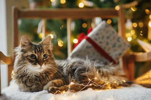 Feliz Natal Gato adorável deitado com elegantes presentes de Natal e luzes douradas na poltrona aconchegante contra a árvore de Natal decorada Véspera de Natal mágica atmosférica Animal de estimação e férias de inverno