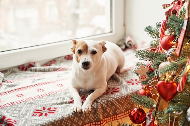 Feliz natal. o cão jack russell terrier na casa decorada com árvore e presentes de natal deseja o feriado e a véspera de natal felizes. modelo de cartão postal e calendário. cão de natal jack russell terrier