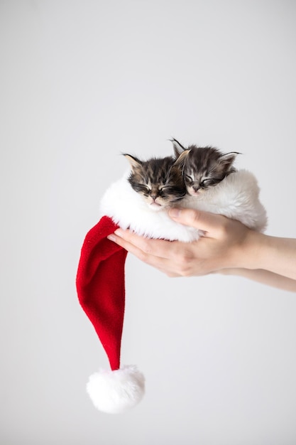 Feliz Navidad y Feliz Año Nuevo Dos lindos y esponjosos gatitos maine coon en un sombrero de Santa sobre un fondo blanco Lugar de postal para texto