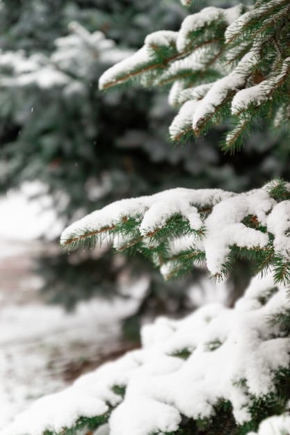 Feliz navidad de fondo. La nieve decora ramas de abeto.