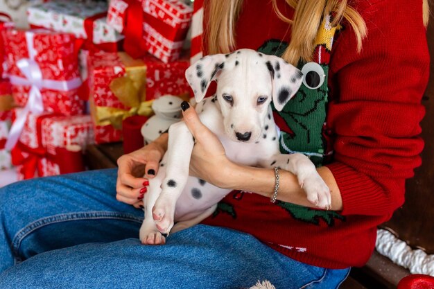 Feliz Navidad Un lindo perro dálmata feliz se sienta en los brazos de su dueño cerca del árbol de Navidad