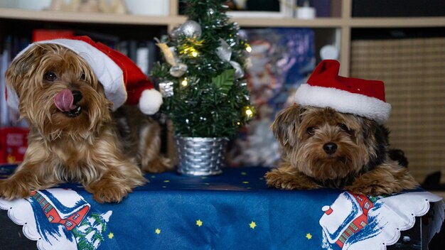 Foto feliz navidad .