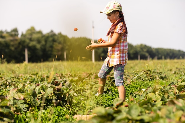 Feliz niña niño recogiendo y comiendo fresas en una plantación