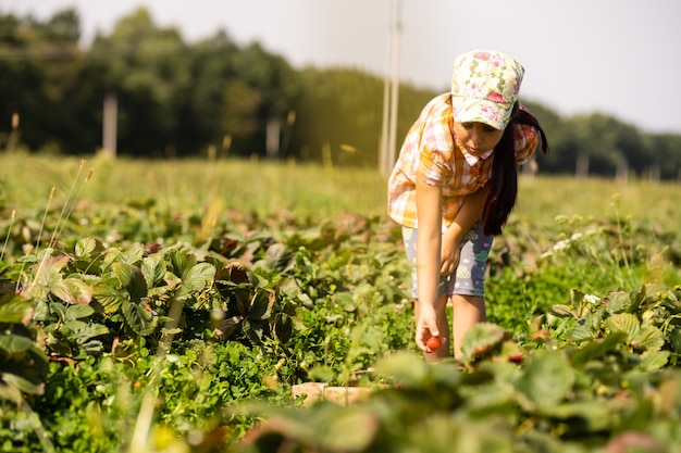 Feliz niña niño recogiendo y comiendo fresas en una plantación