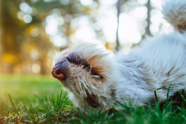 Feliz, pacífico, perro blanco tumbado en la hierba verde en el parque. Disfrutando de la vida. Hocico, perro, cicatrizarse