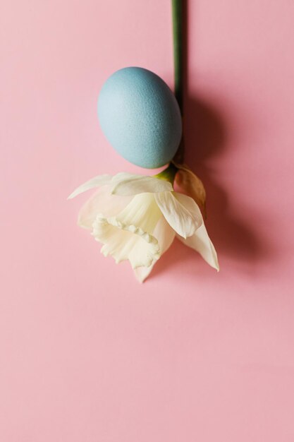 Feliz Páscoa Ovo de Páscoa e flor em fundo rosa Vida morta mínima de Páscoa Bandeira de primavera moderna ou espaço para cartão de felicitações para texto Ovo azul pintado natural e narciso branco