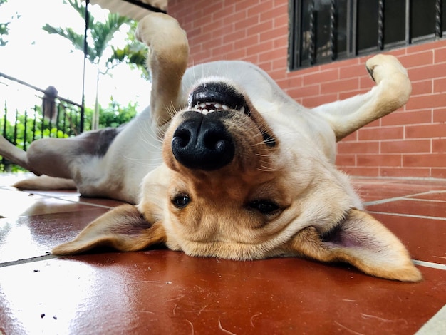 Foto ¡feliz perrito!