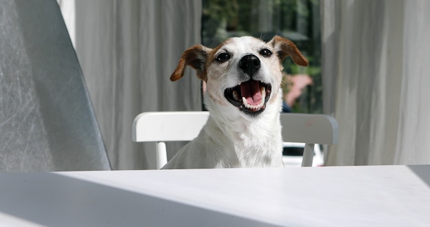Feliz perro jack russell terrier sentado en la mesa
