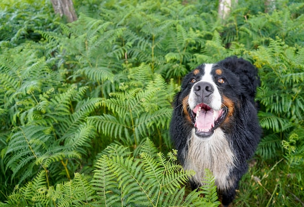 Foto feliz perro de montaña bernese sonriente y sucio de pie en los helechos en el bosque