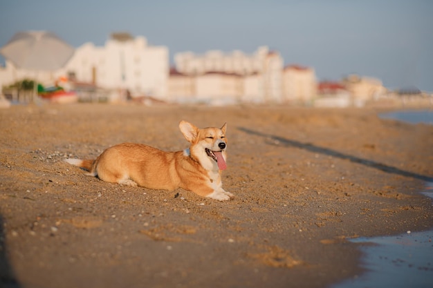 Feliz perro pembroke corgi galés en la playa