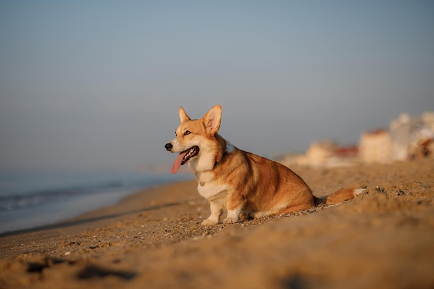 Feliz perro pembroke corgi galés en la playa