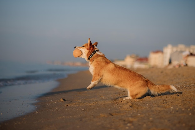 Feliz perro pembroke corgi galés en la playa