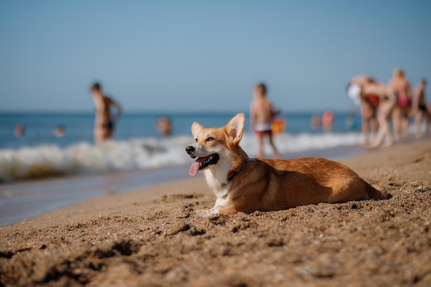 Feliz perro pembroke corgi galés en la playa