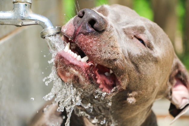 Feliz perro Pit Bull bebiendo agua del grifo en el parque después de jugar. Enfoque selectivo.