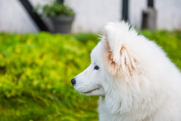 Feliz perro samoyedo mirando a su dueño