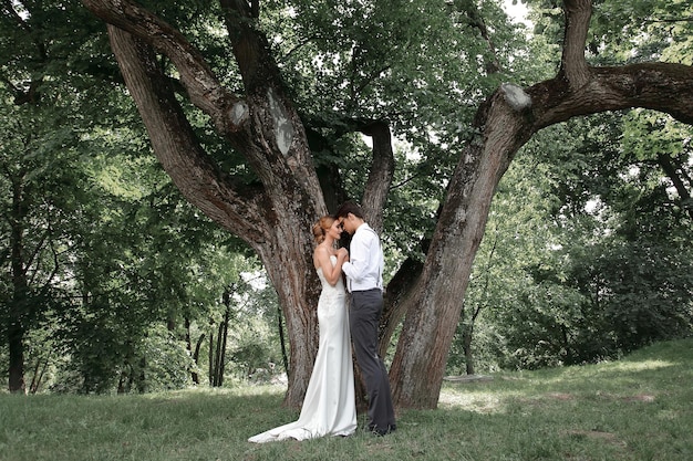 Feliz recém-casados se beijando perto de uma grande árvore que se espalhava