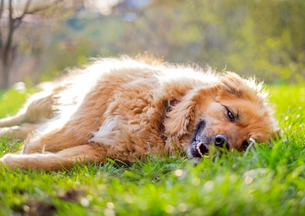 Feliz relajado hermoso perro beige esponjoso tirado en la hierba