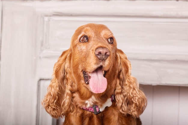 Feliz retrato de perro Cocker Spaniel inglés con flores