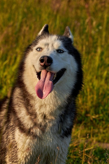 Feliz rosto sorridente de um cão husky vermelho closeup