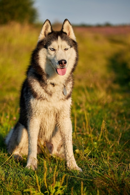 Feliz rosto sorridente de um cão husky vermelho closeup