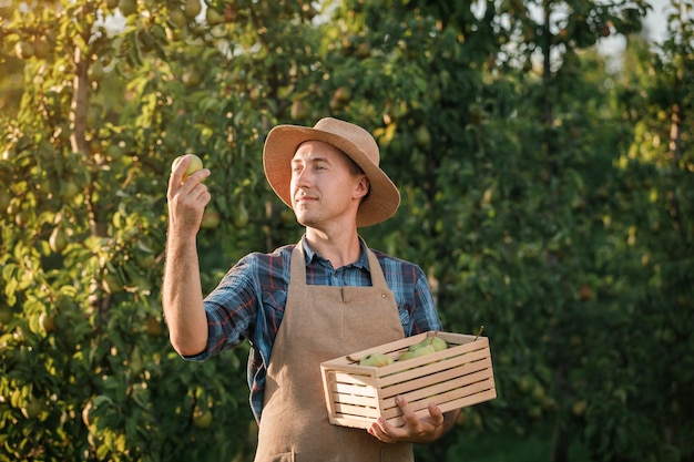 Feliz sonriente agricultor trabajador recogiendo peras maduras frescas en el jardín del huerto durante la cosecha de otoño Tiempo de cosecha