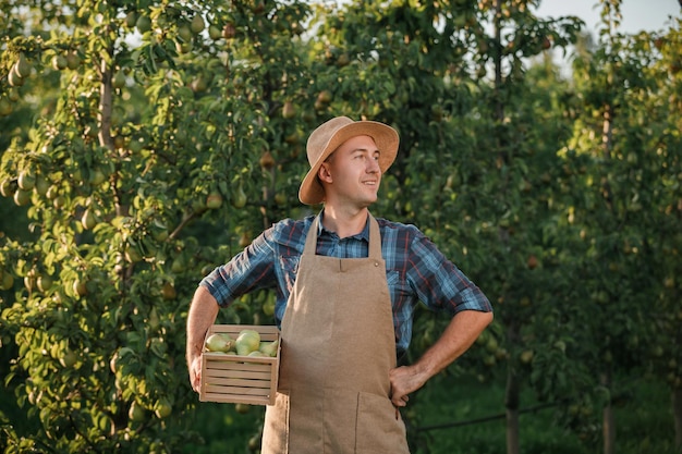 Feliz sonriente agricultor trabajador recogiendo peras maduras frescas en el jardín del huerto durante la cosecha de otoño Tiempo de cosecha