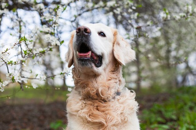 Feliz sonriente cachorro golden retriever cerca del árbol con flores blancas