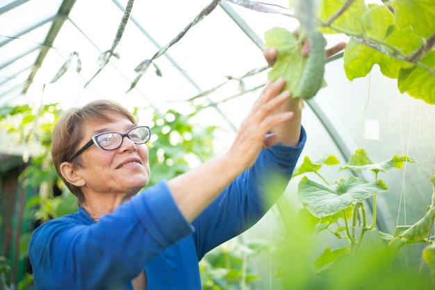 Feliz sonriente mujer madura cuida de pepinos en invernadero, agricultura, jardinería, vejez y concepto de personas, cosecha de hobby y ocio