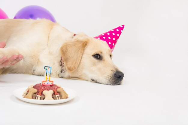 Feliz sorridente cachorro retriever dourado com chapéu de aniversário e bolo de carne.