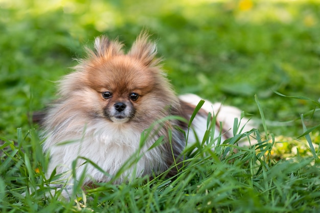 Feliz spitz da Pomerânia sentado na grama