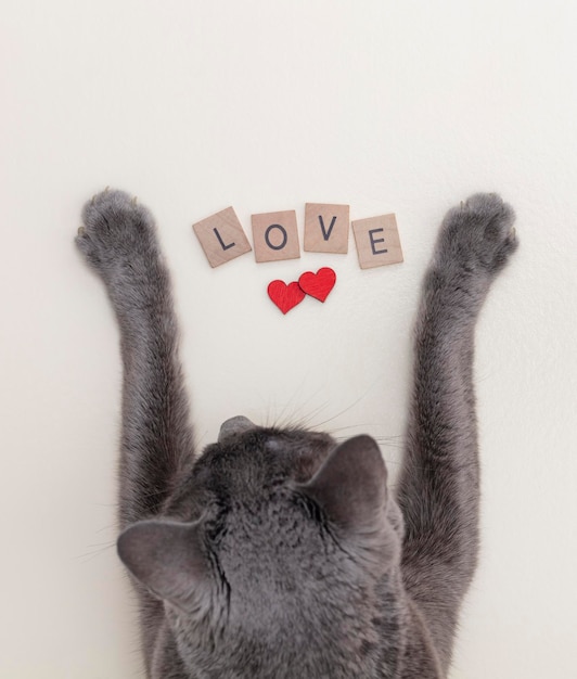 Feliz tarjeta de felicitación del día de San Valentín. Gato gatito gatito con letras amor. Diseño plano. Tarjeta de amor.