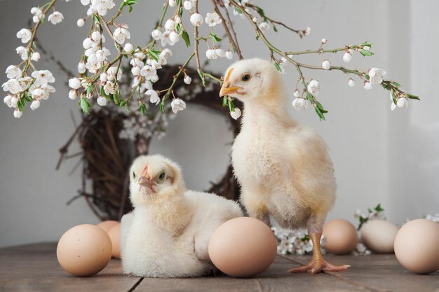 Feliz tarjeta de felicitación de Pascua gallinas huevos coronas de primavera árboles en flor