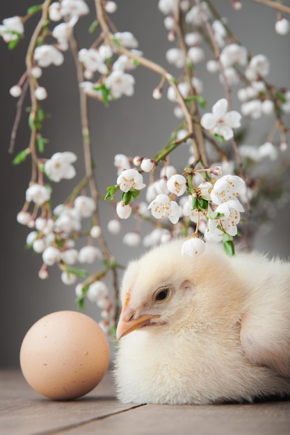Feliz tarjeta de felicitación de Pascua gallinas huevos coronas de primavera árboles en flor