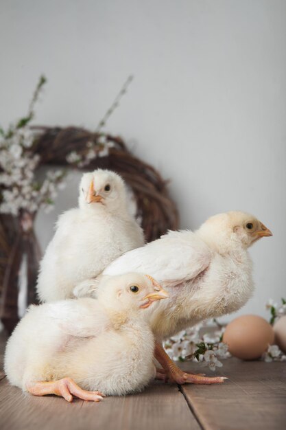 Feliz tarjeta de felicitación de Pascua Huevos de gallina Corona de primavera Árboles en flor