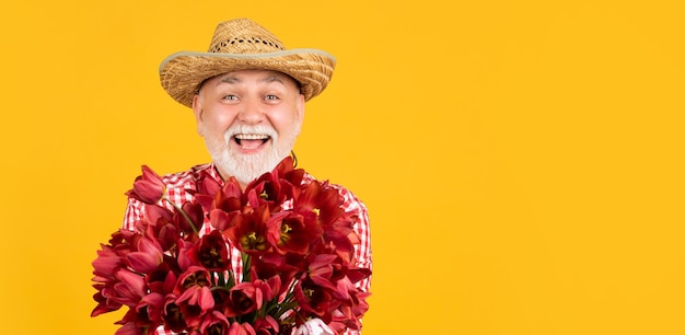 Feliz velho maduro de chapéu segura flores de tulipa de primavera no espaço de cópia de fundo amarelo