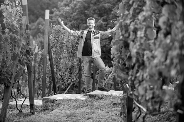 Feliz vinicultor profesional de propietario de viñedo masculino en cosechadora de uva en cosecha de verano