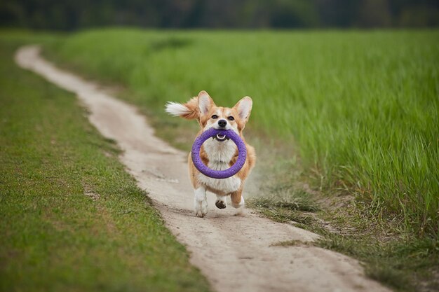 Feliz Welsh Corgi Pembroke perro jugando con extractor en el campo de primavera