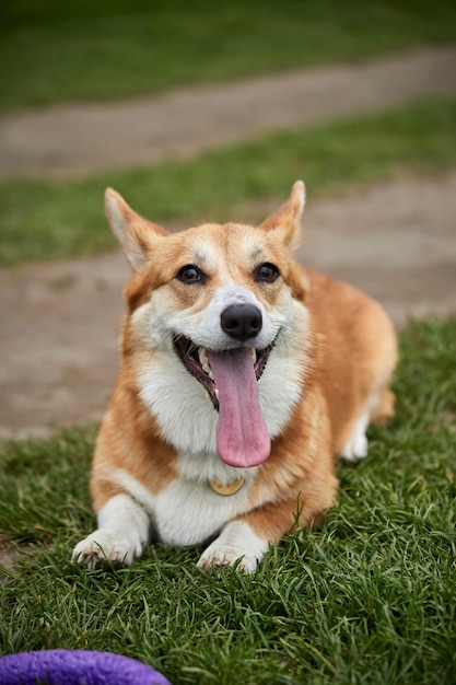 Feliz Welsh Corgi Pembroke perro jugando con extractor en el parque de la primavera