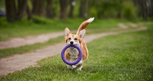 Feliz Welsh Corgi Pembroke perro jugando con extractor en el parque de la primavera