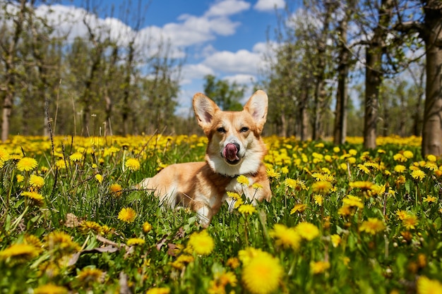 Feliz Welsh Corgi Pembroke perro sentado en campo de diente de león amarillo en la hierba sonriendo en primavera