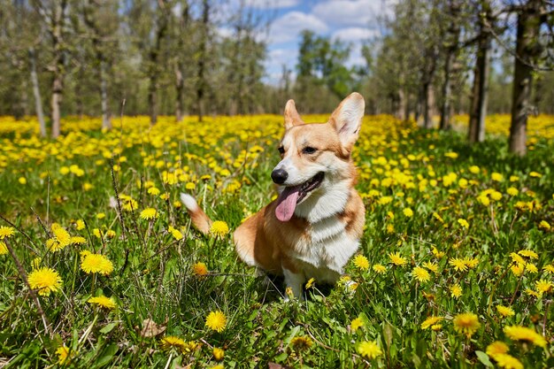 Feliz Welsh Corgi Pembroke perro sentado en campo de diente de león amarillo en la hierba sonriendo en primavera