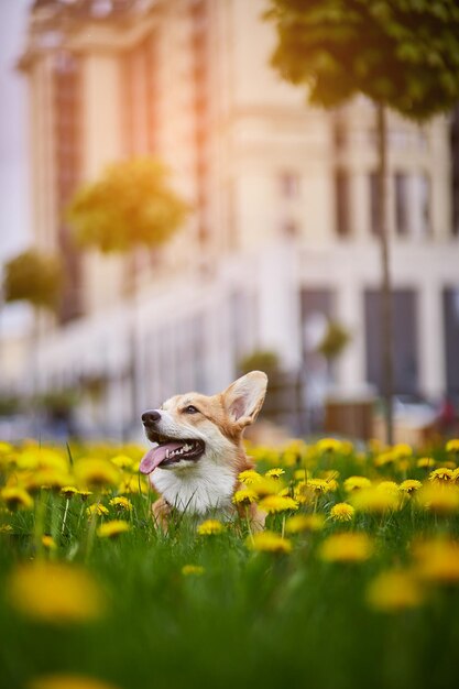 Feliz Welsh Corgi Pembroke perro sentado en campo de diente de león amarillo en la hierba sonriendo en primavera