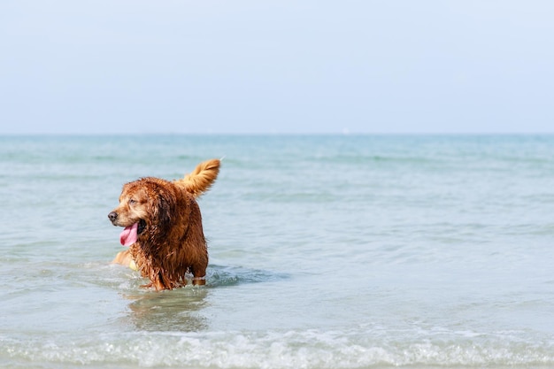 Felizes cães Old Golden Retriever brincando no oceano Animais de estimação amigáveis