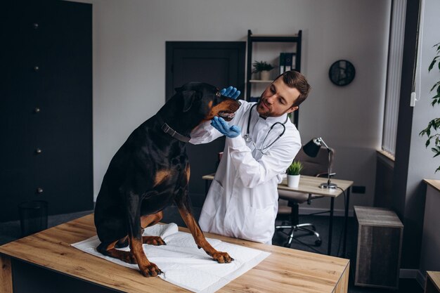 Foto felizes veterinários masculinos examinando cachorro na clínica
