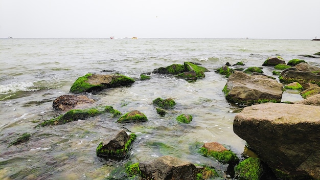 Felsen am Meeresküstenstrand mit grünen Algen bedeckt