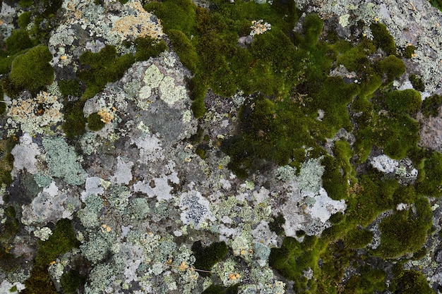 Felsen in den Bergen, der mit schöner strukturierter Moosnahaufnahme bewachsen ist