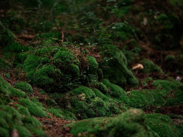 Felsen mit Moos im Wald